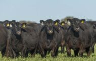 Cuenta regresiva para la normativa sobre deforestación de la U.E.: los productores deben inscribirse en VISEC Carne