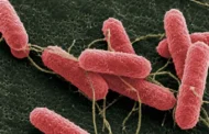 Desarrollan una molécula que podría disminuir la carga de “Escherichia coli” en bovinos