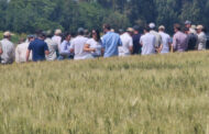 El trigo se sube a una campaña con mejores márgenes y fuerte renovación genética