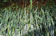 Con innovación y sustentabilidad, FMC impulsa la rentabilidad en cereales de invierno