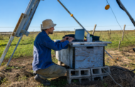 ¿Por qué a la Ganadería pampeana le va mejor que a la Agricultura?