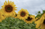 Puro Girasol llega a Uruguay de la mano de ADVANTA y Agrofuturo