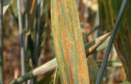 El momento correcto de proteger tu cultivo existe y la agricultura digital te ayuda a encontrarlo.