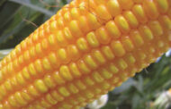 Argentina aprobó un nuevo maíz genéticamente modificado con protección contra insectos y tolerancia a herbicidas