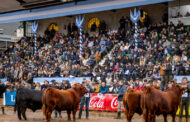 Angus vuelve a ser la raza más convocante de la Exposición Rural