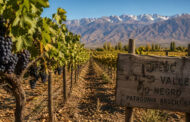 En una vieja chacra olvidada de la Patagonia, 50.000 vides volvieron a dar uvas para vinos únicos en todo el mundo