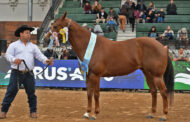 Raza Appaloosa