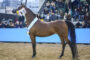 Raza Percheron