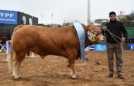 Raza Blonde D ' aquitaine