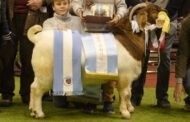 Raza Boer