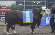 Raza Braford