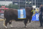 Raza Limangus