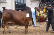 Raza Brahman