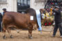 Raza Limangus
