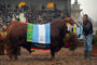 La Supremacía Genética de Hereford brilló en Palermo