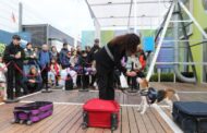 Brigada Canina en Palermo