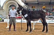 Raza Remonta Argentino