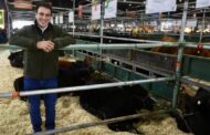 La Raza Angus hace 147 años pisando fuerte en Argentina