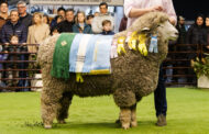 Raza CORRIEDALE