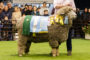 Raza Boer