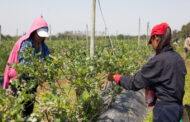 Programa de Empleo Rural del RENATRE