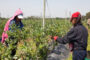 En la Rural la Nueva Serie A5 Y Farmengage