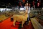 Argentina no va a producir un Commodity, sino un Specialty de Carne