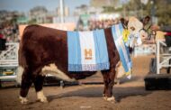 Raza Hereford y Polled Hereford