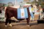 Raza Boer