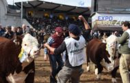 Genética superior, federalismo y gran protagonismo juvenil: Hereford coronó una participación histórica