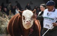 Hereford, La Raza sin Fronteras en la Rural