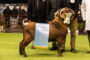 Raza Saanen