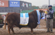 Raza Limangus