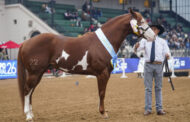Raza Paint