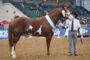 Raza Appaloosa