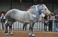 Raza Percheron