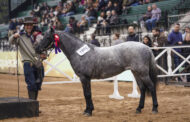 Raza Petiso Argentino Castrado