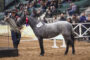 Raza Petiso Argentino Welsh