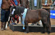 Raza Petiso Argentino Tipo Shetland