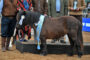 Raza Percheron