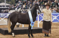 Raza Petiso Argentino Welsh