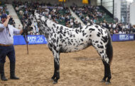 Raza PINTADO ARGENTINO