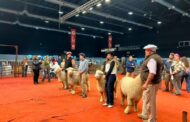 Romney Marsh abrió su participación en la Expo Rural
