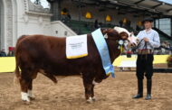 Raza Red Simmental