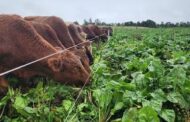Remolacha Forrajera, el Cultivo que desafía el Frío