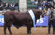 Raza Santa Gertrudis