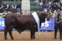 Raza Brahman