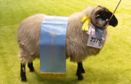 Raza Scottish Black Face
