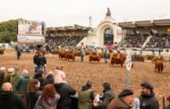 ¿Qué mira un jurado al momento de calificar a un animal?
