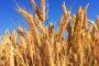 ¿Por qué a la Ganadería pampeana le va mejor que a la Agricultura?